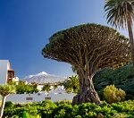 Drachenbaum Und Teide Auf Teneriffa Drachenbaum Und Teide Auf Teneriffa